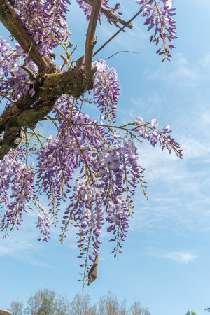 Closeup of many light blue Wisteria flowers and large green leaves towards clear blue sky in a garden on a sunny spring day, beautiful outdoor floral background photographed with selective focusの写真素材