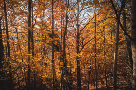 SÃ£o LourenÃ§o Beech Tree Forest, pathway leaves fall in ground landscape on autumnal background in November, Manteigas, Serra da Estrela, Portugal.の写真素材