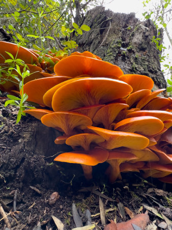 Omphalotus olearius, Eastern Jack o lantern mushrooms. Orange mushrooms in natural environment. Not edible mushrooms growing in the forestの写真素材