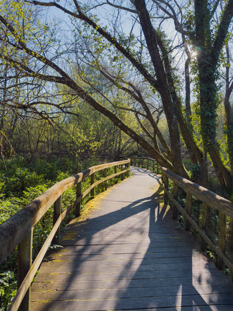 Uima River Sunlit Walkway. A wooden walkway with rustic railings curves through a sun-drenched forest alongside the Uima River in Santa Maria da Feira, Portugal, casting long shadowsの写真素材