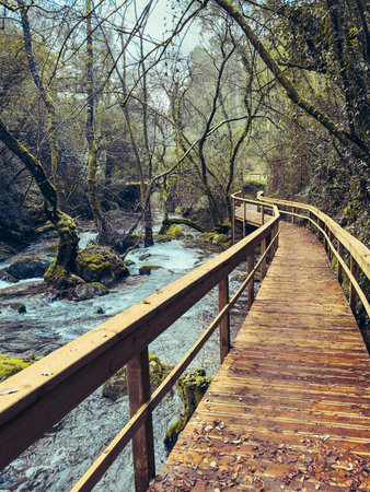 Wooden boardwalk winding through a lush forest, next to a flowing stream, surrounded by moss-covered rocks and trees, creating a serene natural path in Pindelo, Outeiro, Oliveira de Azemeis, Portugalの写真素材