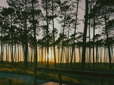 Sun shining over road, path, walkway through pine forest. Sunset over the trees near the atlantic...