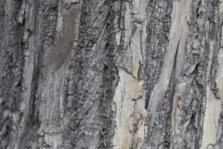Embossed texture of the grey bark of a tree. Natural wood background