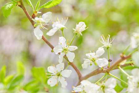 Spring flowers are blooming. Close up of white blossoms. Pastel color springtime background with...