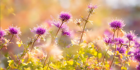 purple meadow flowers on a background of green grass and sunlightの素材
