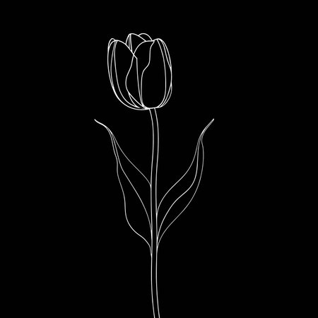 Tulip flower. Hand drawn line art on black background.のイラスト素材