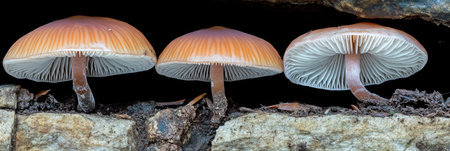 Three Brown Mushrooms Growing on Rock Detailed Macro Photography up cap gill stem dark wild lifeの素材