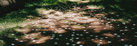 Serene Path Scattered White Petals Peaceful Nature Scene Tranquil Forest Sunlight Shadows Greenの素材