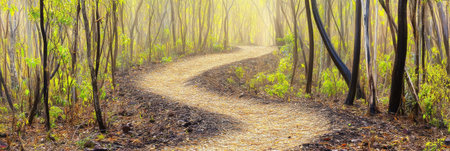 Serene Winding Path Sunlight Forest Trail Nature Walk Peaceful Woods dirt soil view calm trees greenの素材