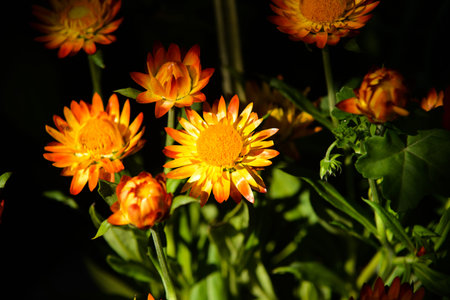 Yellow garden flowers