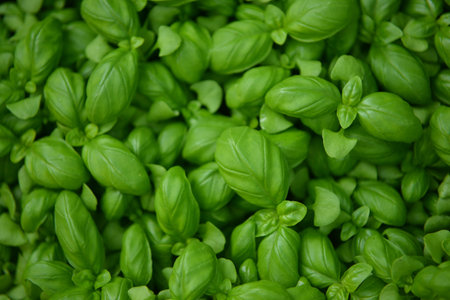 Basil background