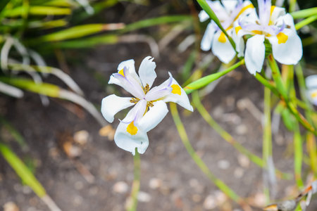 white iris