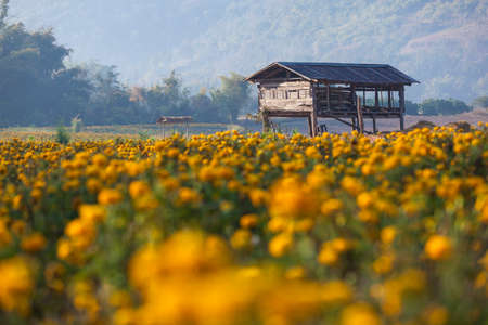 The field marigold Loei, Thailandの写真素材