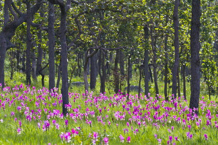 Curcuma alismatifolia  Pink   Siam Tulip の写真素材