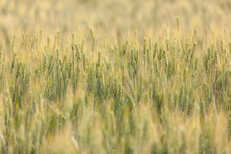 Wheat field in Chiang Mai, Thailandの写真素材