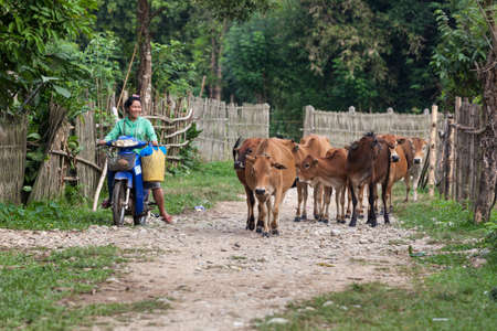 VANG VIENG, LAOS, JULY 12, 2012: Villagers bring cows to the field. in the village of Vang Vieng in Laos.のeditorial素材