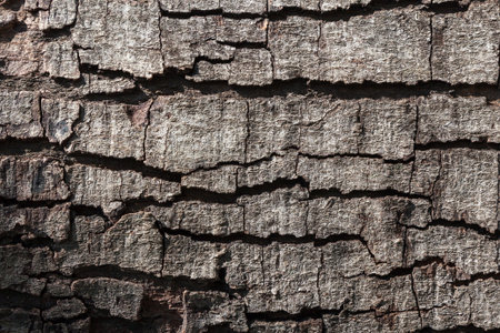 Old wood texture for web background