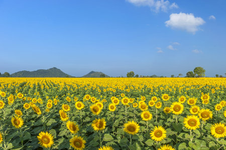 Blooming field of sunflowers on blue skyの写真素材