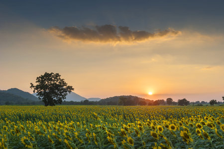 Summer landscape: beauty sunset over sunflowers fieldの写真素材