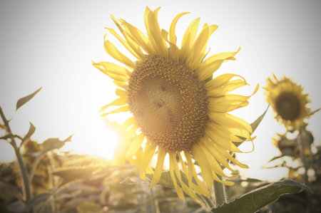 Vintage photo of sunflower in the field at sunsetの写真素材