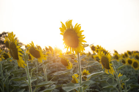 Vintage photo of sunflower in the field at sunsetの写真素材