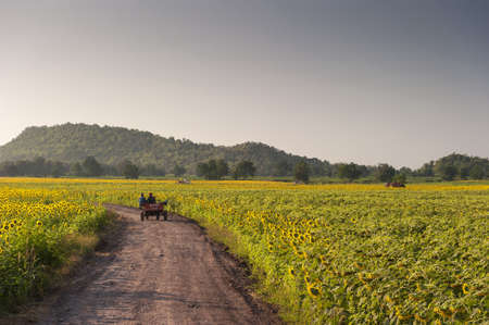 Summer landscape with a field of sunflowers, a dirt road and a treeの写真素材