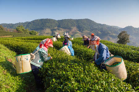 Women from Thailand breaks tea leaves on tea plantationのeditorial素材