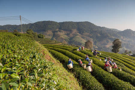 CHIANG RAI, THAILAND - DEC 04: Women from Thailand breaks tea leaves on tea plantation on December 04, 2012 on a tea plantation at Chui Fong , Chiang Rai, Thailand.のeditorial素材