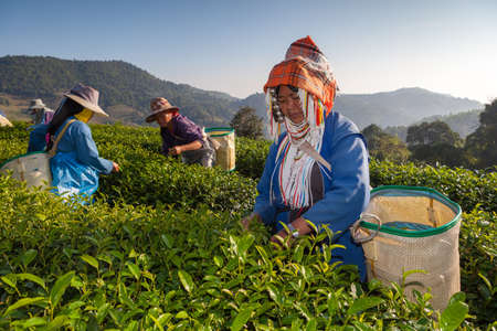 CHIANG RAI, THAILAND - DEC 04: Women from Thailand breaks tea leaves on tea plantation on December 04, 2012 on a tea plantation at Chui Fong , Chiang Rai, Thailand.のeditorial素材