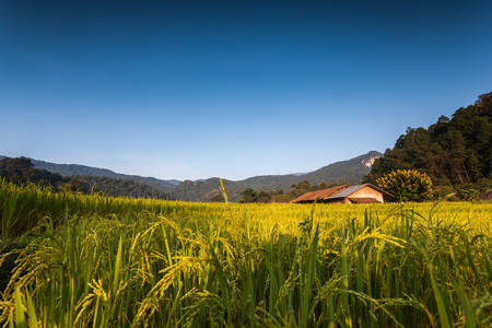Rice Field in Northern Thailandの写真素材