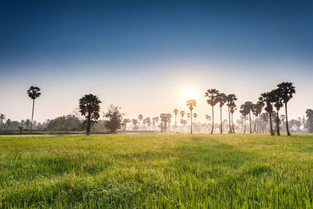 Rice field with palm tree background in morning, Phetchaburi Thailand.のeditorial素材