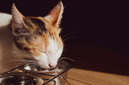 Hungry tricolor cat eat dry food. Healthy food. Holistic. Pet care. Close-up.の写真素材