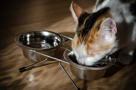 Hungry tricolor cat eat dry food. Healthy food. Holistic. Pet care. Close-up.