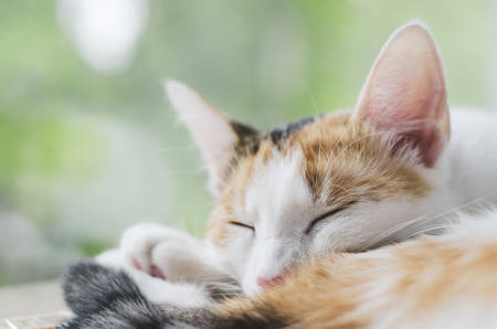 Tricolor cat sleeping near the window. Lazy cute kitten. Bokeh effect Outside the window are green trees.の写真素材