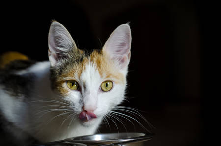 Hungry tricolor cat eat dry food. Healthy food. Holistic. Pet care. Close-up.の写真素材