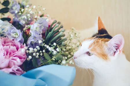 Bouquet of flowers close-up. Tricolor domestic cat sniffing the flowers. Peonies, hydrangea and others. Soft focus.の写真素材