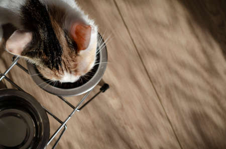Hungry tricolor cat eat dry food. Healthy food. Holistic. Pet care. Close-up.の写真素材