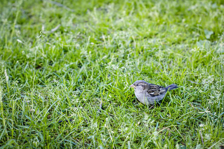 Little Sparrow in the grass. Park. Wildlife. Green grass. Summer.の写真素材