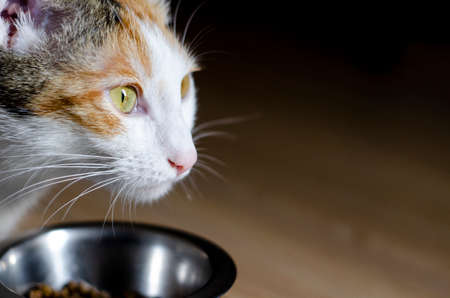 Hungry tricolor cat eat dry food. Healthy food. Holistic. Pet care. Close-up.の写真素材