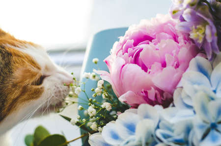 Bouquet of flowers close-up. Tricolor domestic cat bites flowers. Peonies, hydrangea and others. Soft focus.の写真素材