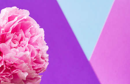 Composition with flowers. Peonies. Women's cards, congratulations. Beautiful delicate pink background. Top view. Flat lay. Copy space.の写真素材