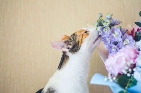 Bouquet of flowers close-up. Tricolor domestic cat sniffing the flowers. Peonies, hydrangea and others. Soft focus.の写真素材