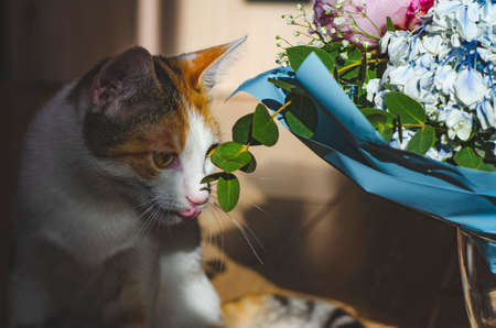 Bouquet of flowers close-up. Tricolor domestic cat looks at the flowers. Peonies, hydrangea and others. Soft focus.の写真素材