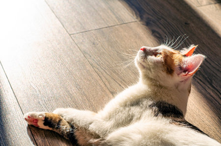Tricolor cat basks in the sun. On the floor of the house. A pet.