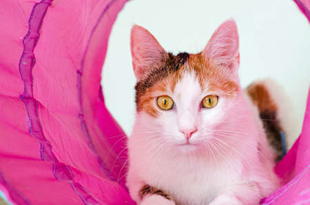 Tricolor cat plays in the tunnel. Games at home with a pet. Active cat.の写真素材