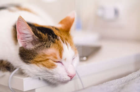Tricolor cat falls asleep on the bedside table, near the bed. A pet.の写真素材