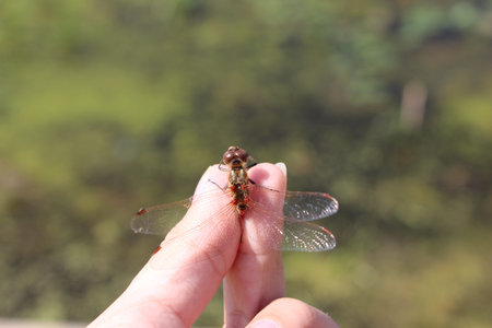 dragonflyの写真素材