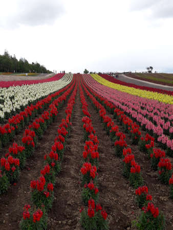 Hokkaido Biel Flower Seasonのeditorial素材