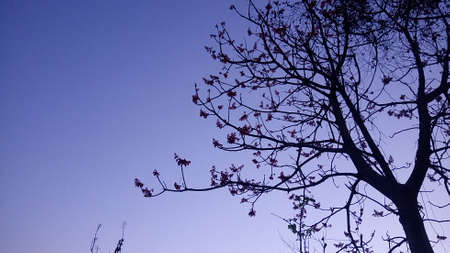 Morning sky background.の写真素材