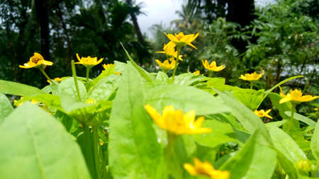 Yellow Parkの写真素材